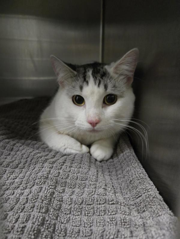Enlarge Coop, a Adoptable mixed breed in Winnipeg, MB image 1/1
