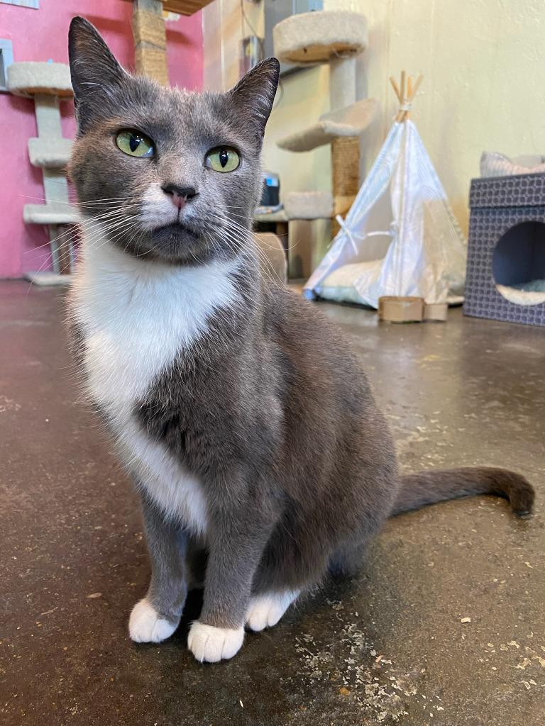 Lucy, Adopted, Adult Female Domestic Short Hair.