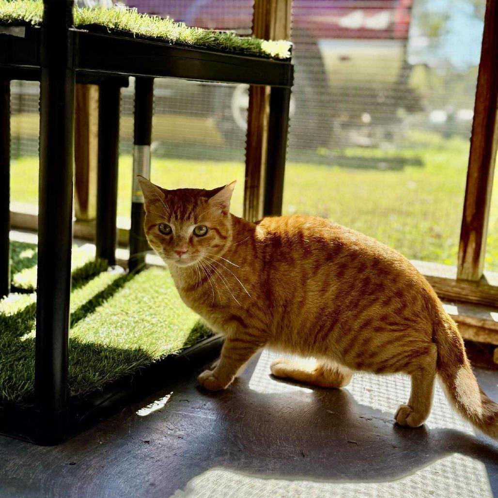 Enlarge Moe, a Adoptable Domestic Short Hair in Talbott, TN image 1/6