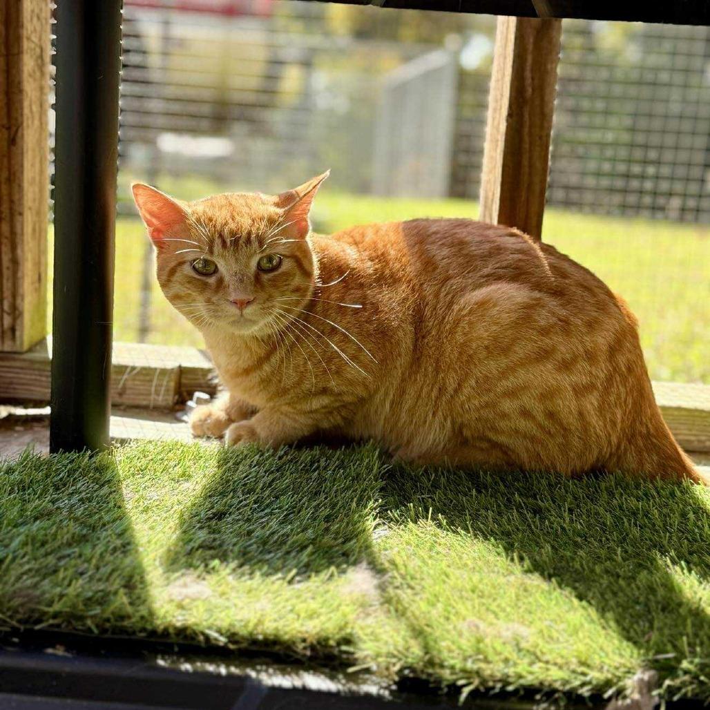 Enlarge Moe, a Adoptable Domestic Short Hair in Talbott, TN image 2/6