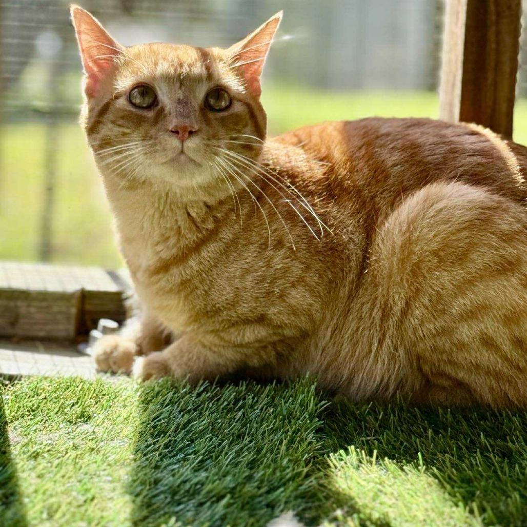 Enlarge Moe, a Adoptable Domestic Short Hair in Talbott, TN image 3/6