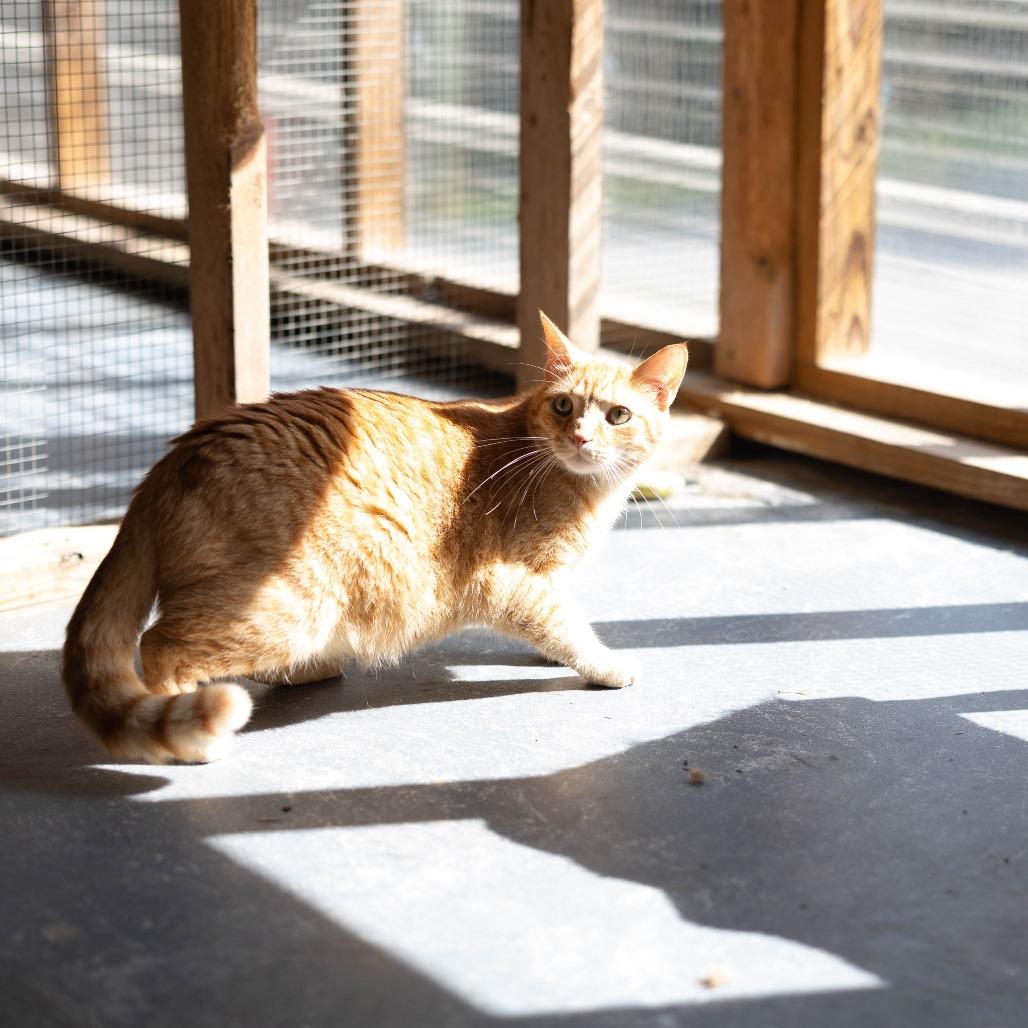 Enlarge Moe, a Adoptable Domestic Short Hair in Talbott, TN image 5/6
