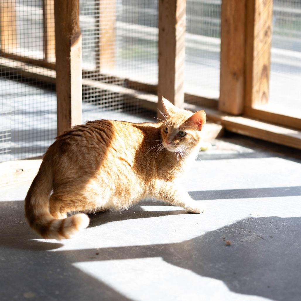 Enlarge Moe, a Adoptable Domestic Short Hair in Talbott, TN image 6/6