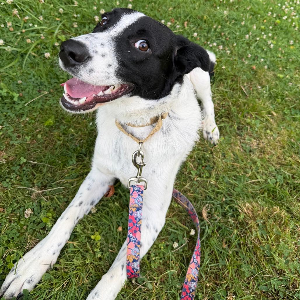 Enlarge Rowan, a Adoptable mixed breed in Columbia Station, OH image 1/5