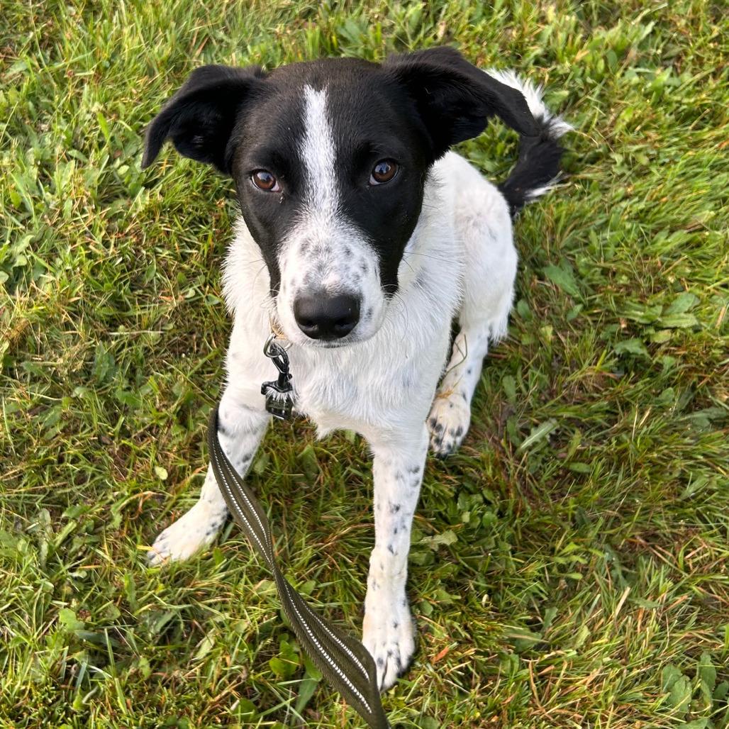 Enlarge Rowan, a Adoptable mixed breed in Columbia Station, OH image 2/5