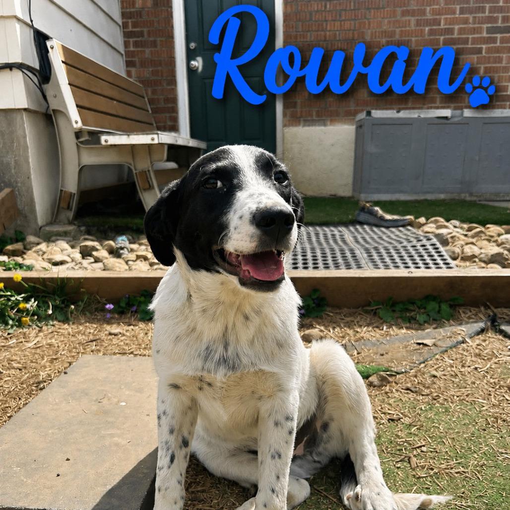Enlarge Rowan, a Adoptable mixed breed in Columbia Station, OH image 3/5