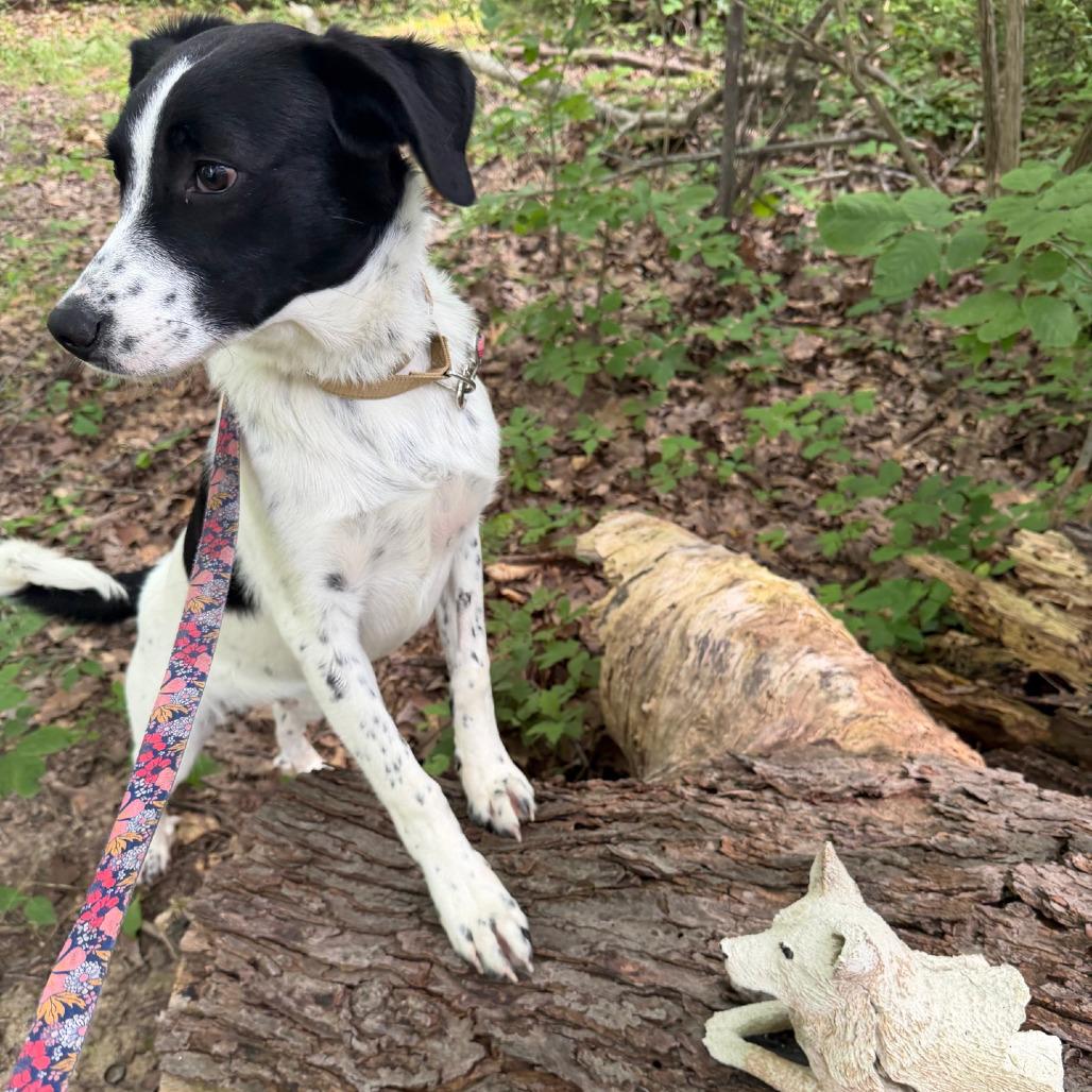 Enlarge Rowan, a Adoptable mixed breed in Columbia Station, OH image 4/5