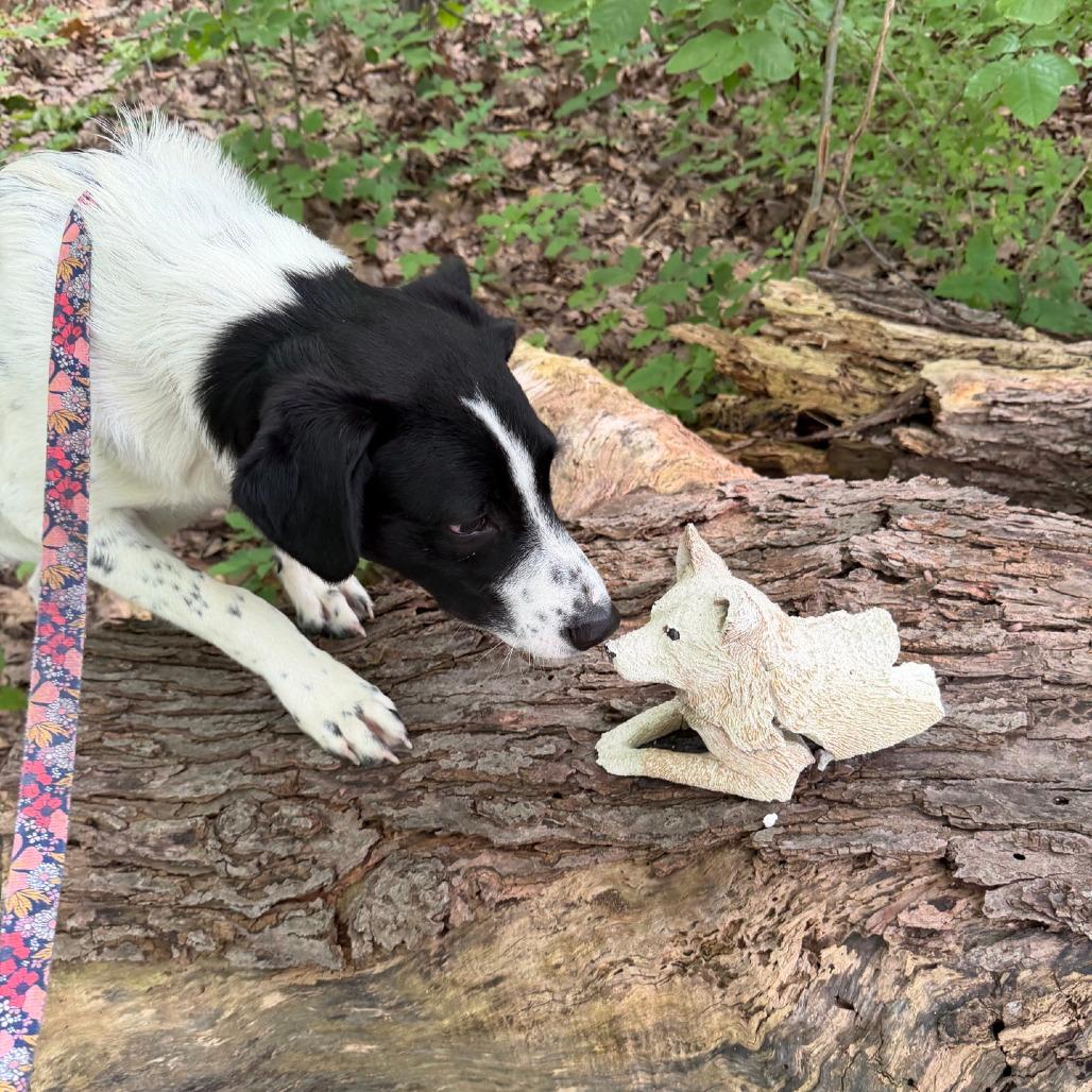 Enlarge Rowan, a Adoptable mixed breed in Columbia Station, OH image 5/5