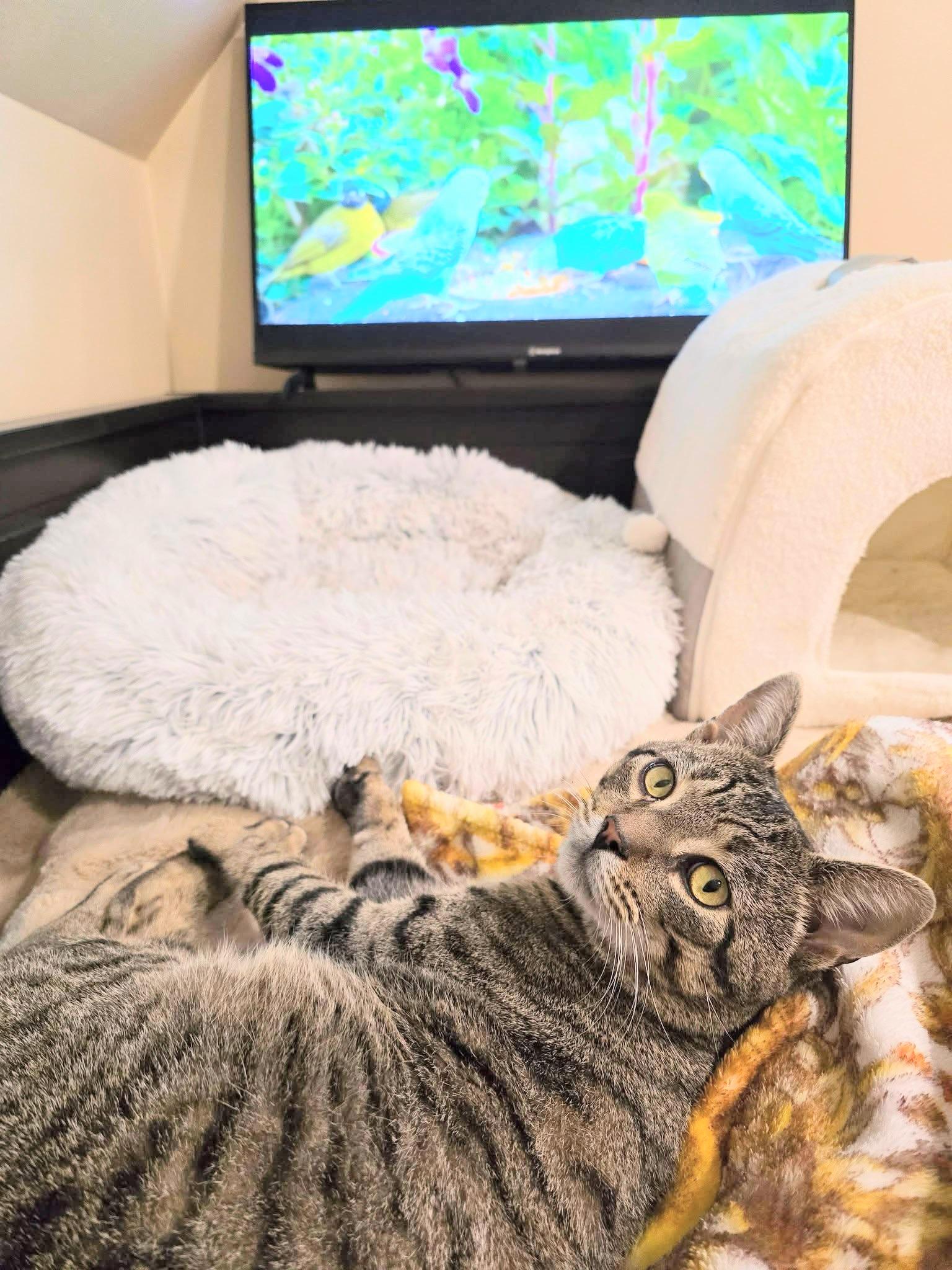 Charlie , ADOPTABLE, Adult Male Domestic Short Hair.