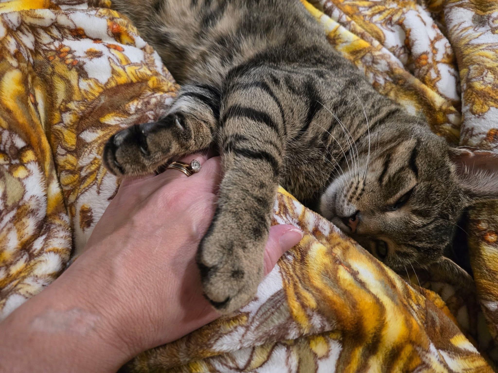 Enlarge Charlie , a ADOPTABLE Domestic Short Hair in Enfield, CT image 2/5