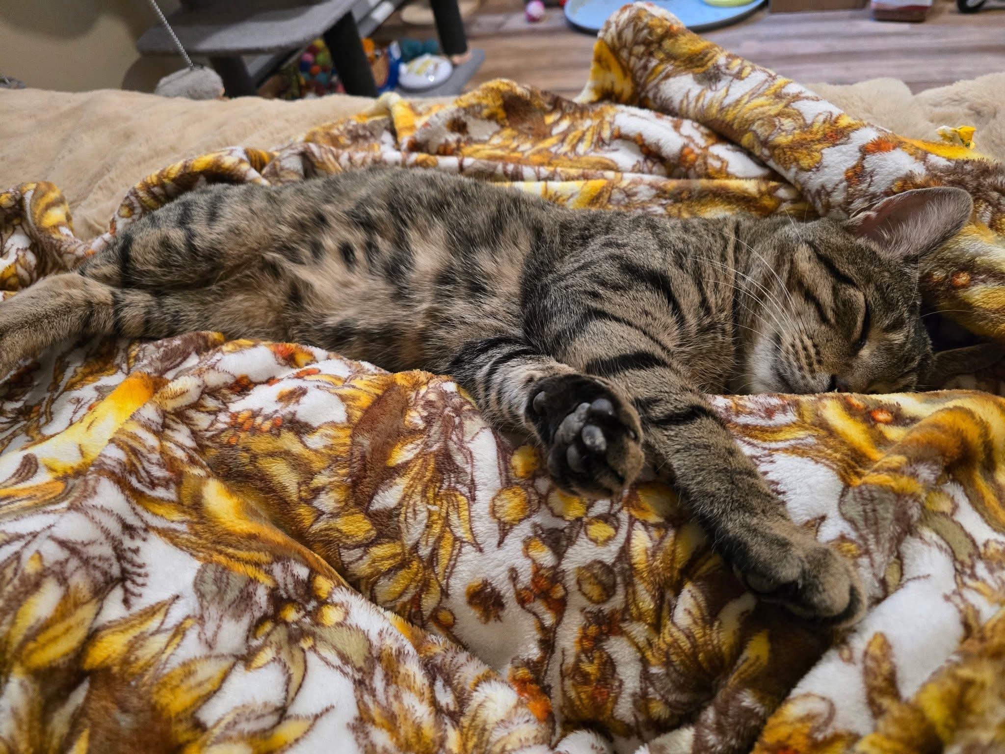 Enlarge Charlie , a ADOPTABLE Domestic Short Hair in Enfield, CT image 3/5