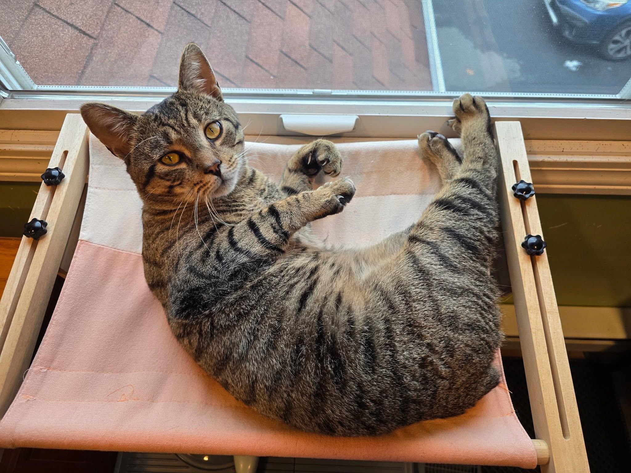 Enlarge Charlie , a ADOPTABLE Domestic Short Hair in Enfield, CT image 4/5