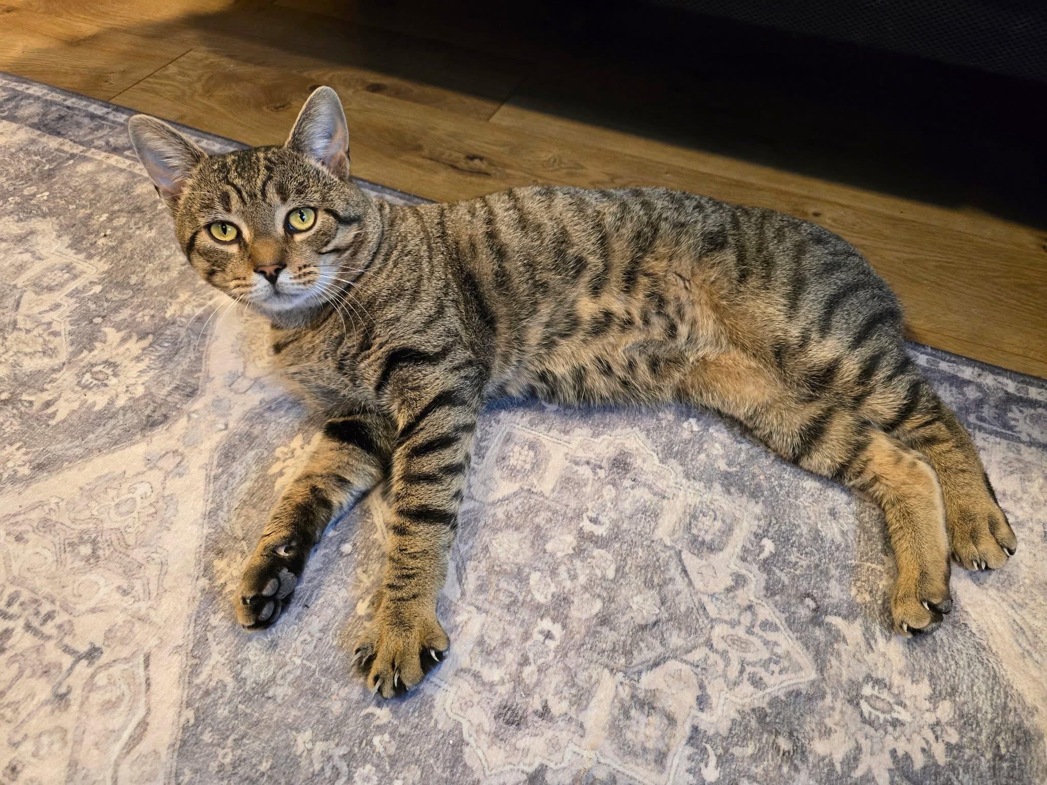 Enlarge Charlie , a ADOPTABLE Domestic Short Hair in Enfield, CT image 5/5