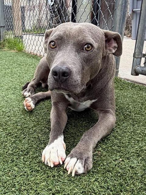 BLUE, Adoptable, Adult Male Mixed Breed.