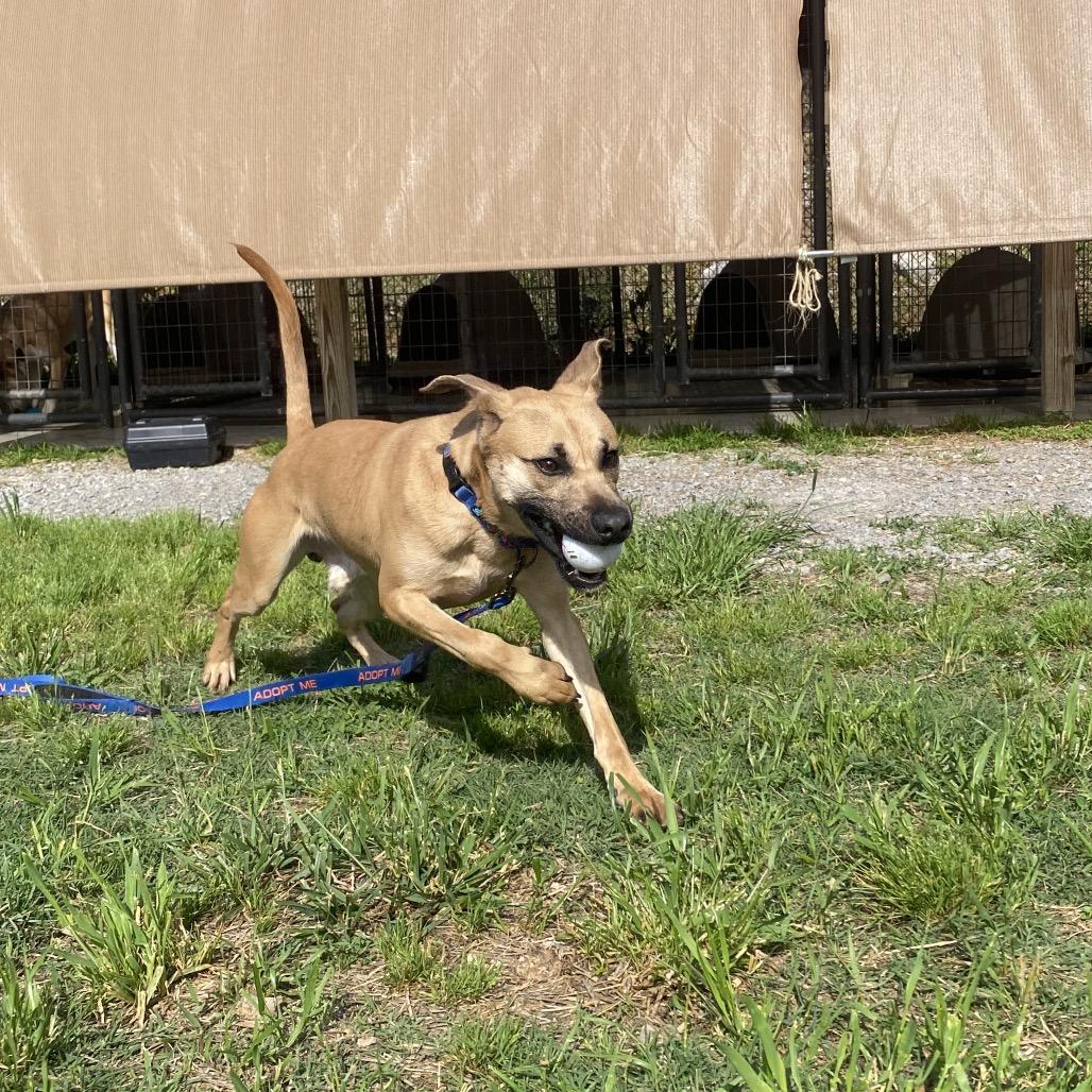 Chupa, Adoptable, Adult Male Black Mouth Cur & Mixed Breed.