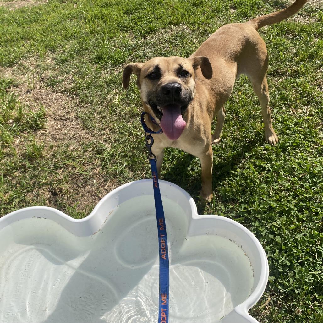 Chupa, a Adoptable mixed breed in Caryville, TN image 2/6