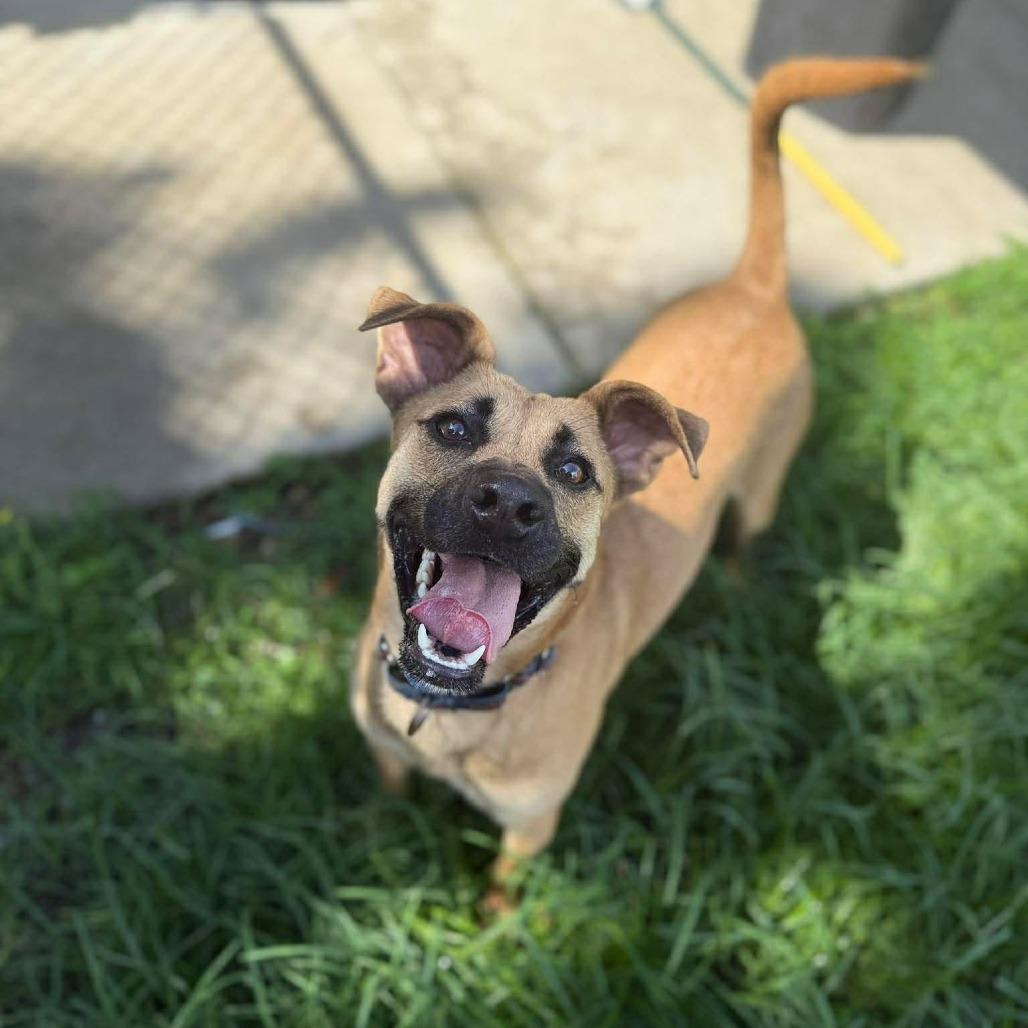 Enlarge Chupa, a Adoptable mixed breed in Caryville, TN image 2/6