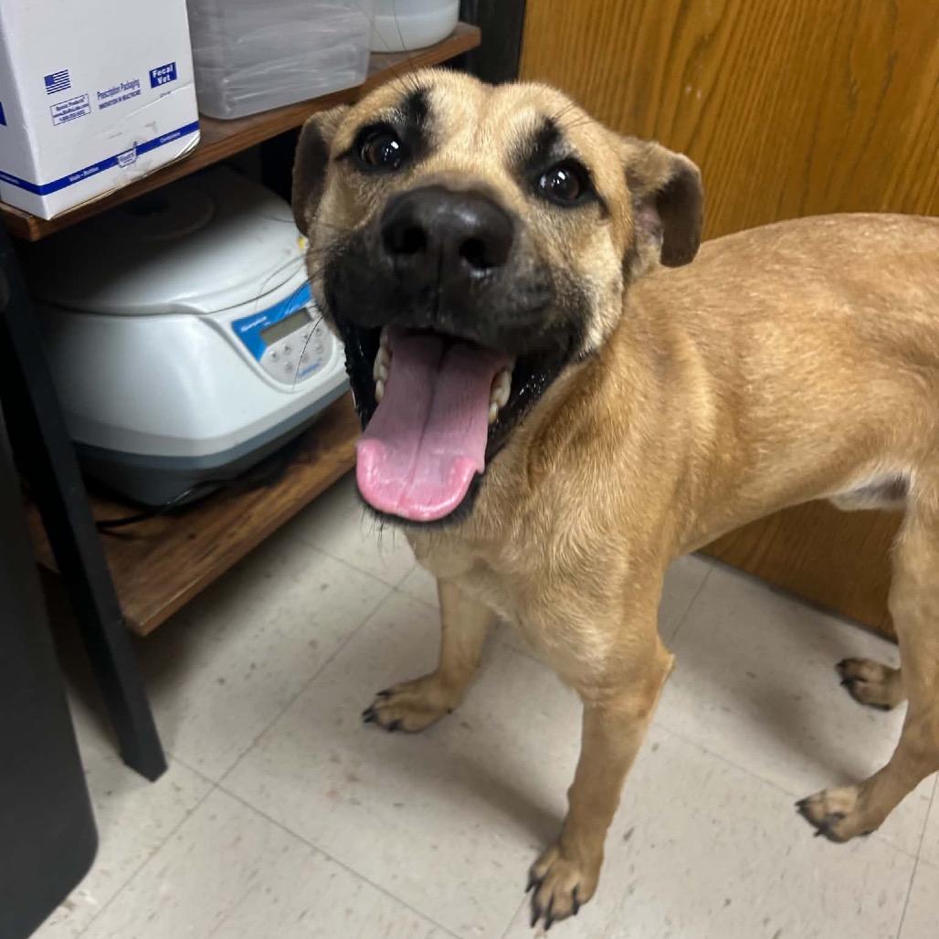 Chupa, a Adoptable mixed breed in Caryville, TN image 3/6