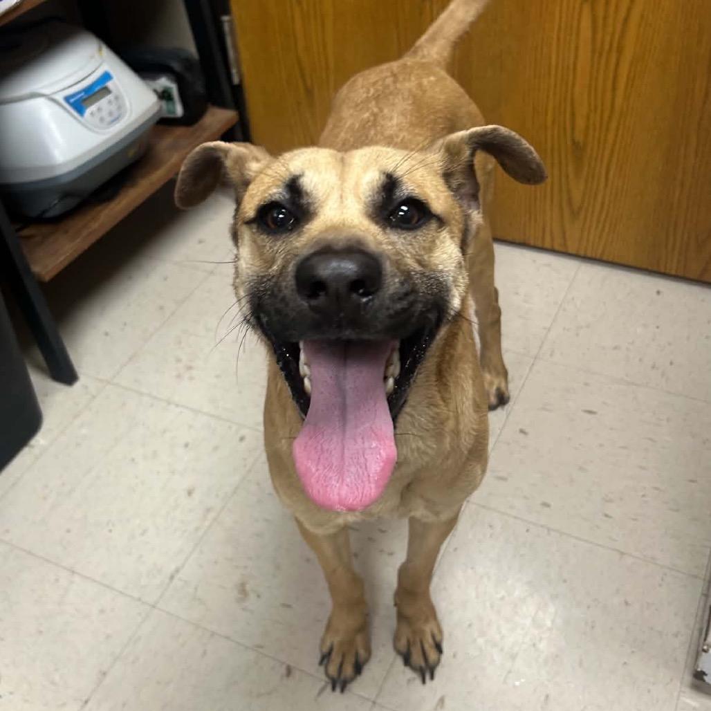 Chupa, a Adoptable mixed breed in Caryville, TN image 4/6