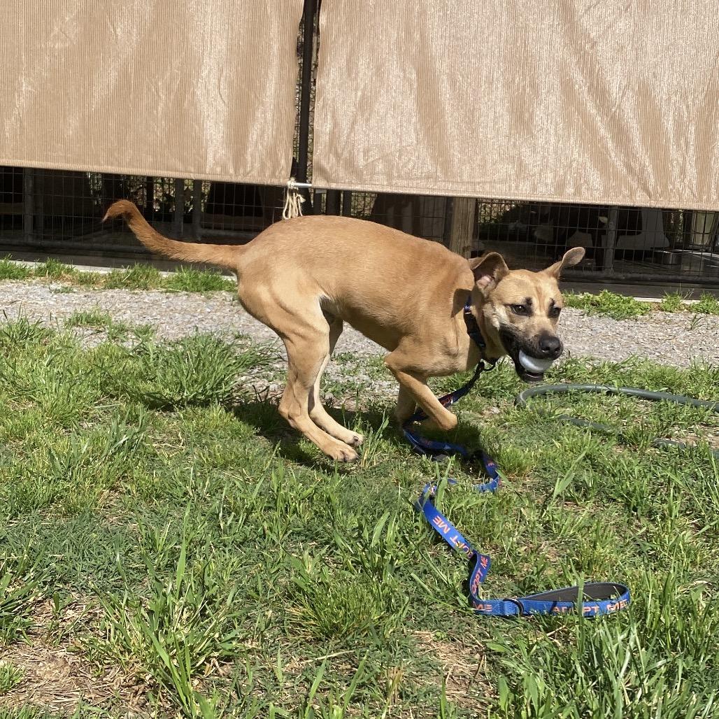 Chupa, a Adoptable mixed breed in Caryville, TN image 5/6