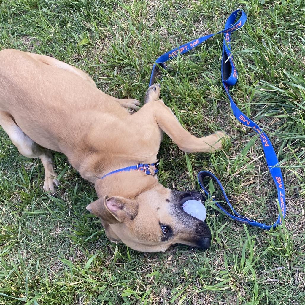 Chupa, a Adoptable mixed breed in Caryville, TN image 6/6