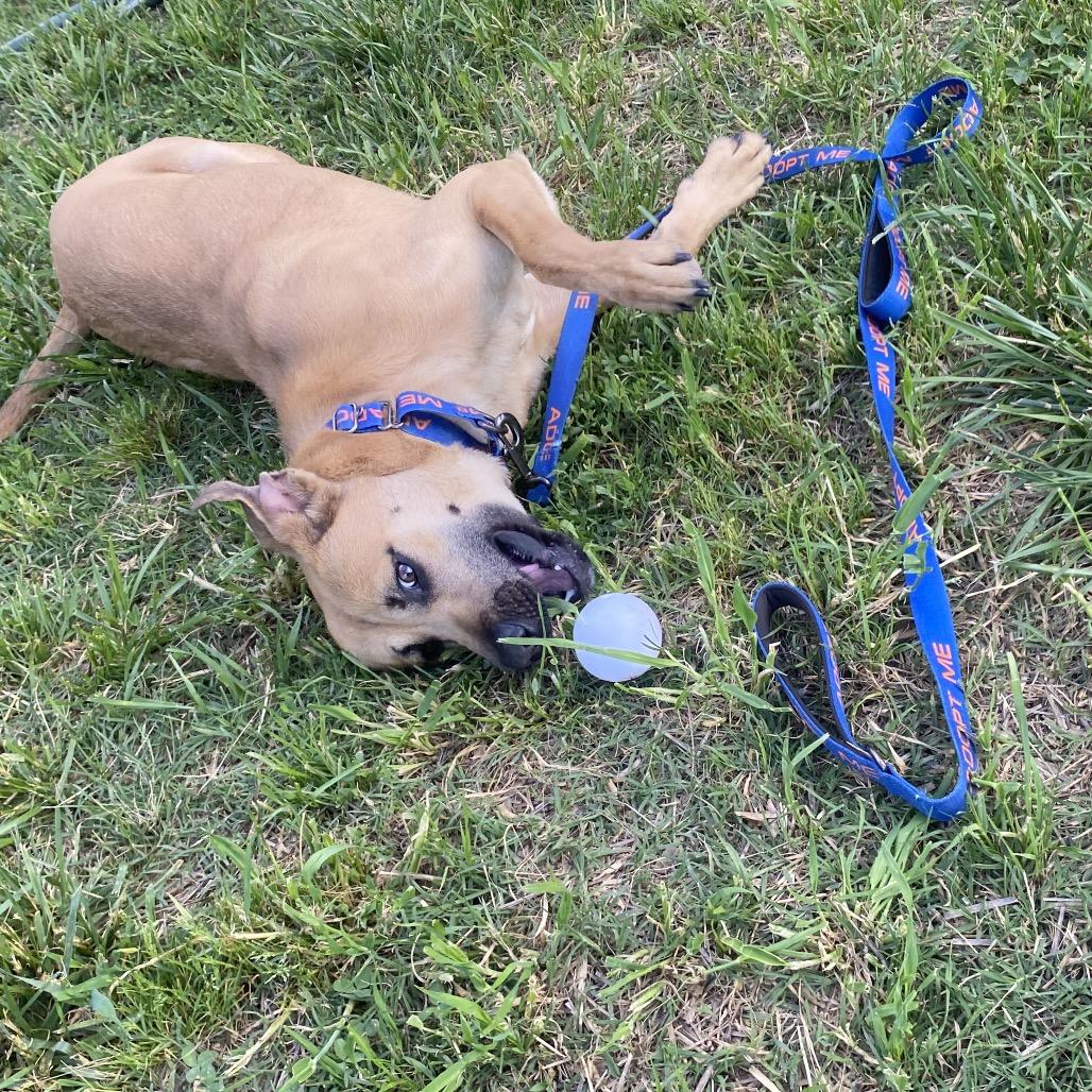 Enlarge Chupa, a Adoptable mixed breed in Caryville, TN image 6/6