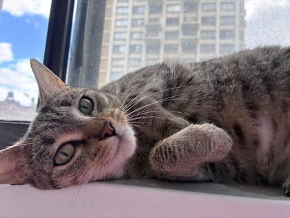 Enlarge Emmy, an adopted mixed breed in New York, NY image 3/3