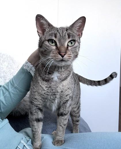Enlarge Emmy, an adopted mixed breed in New York, NY image 1/3