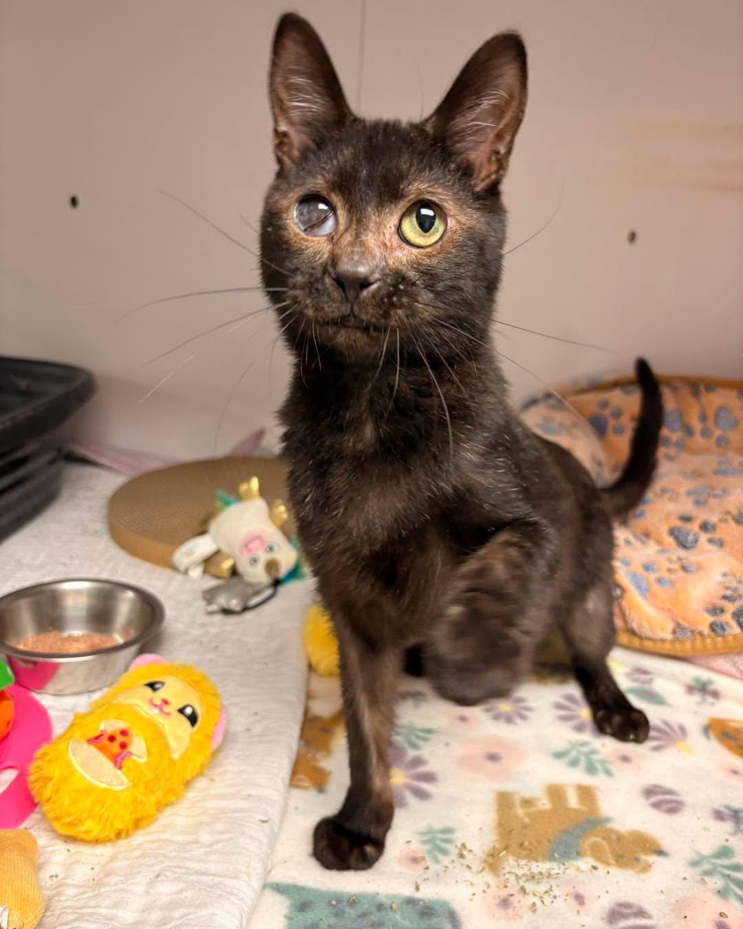 Enlarge Ash, a Adoptable Domestic Short Hair in White Oak, PA image 3/3