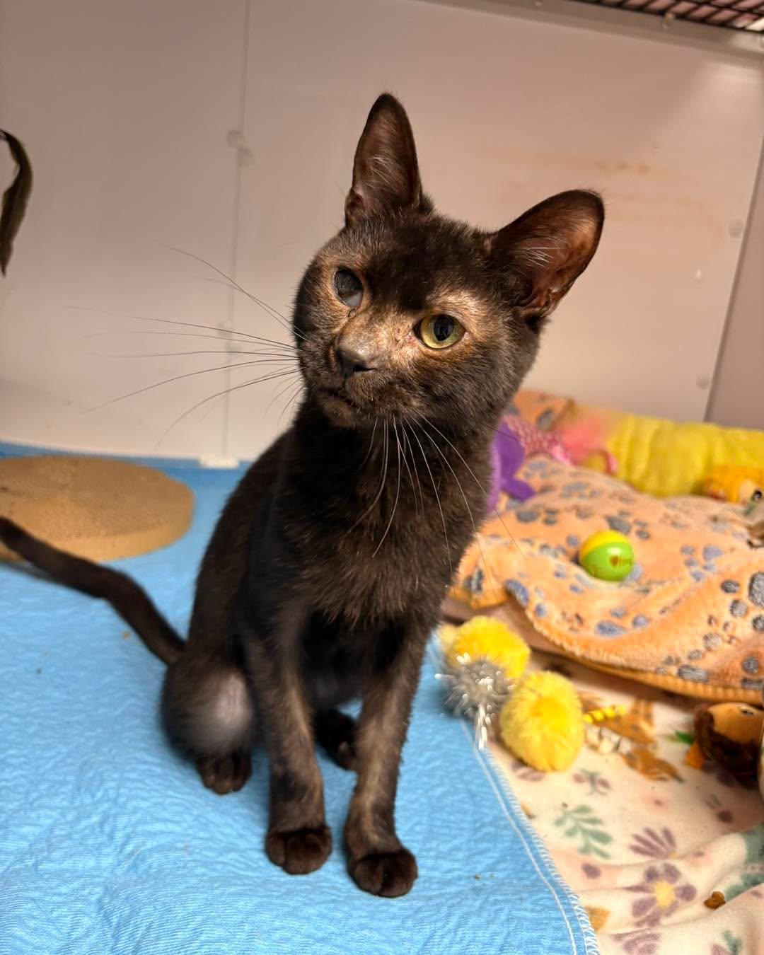 Enlarge Ash, a Adoptable Domestic Short Hair in White Oak, PA image 2/3