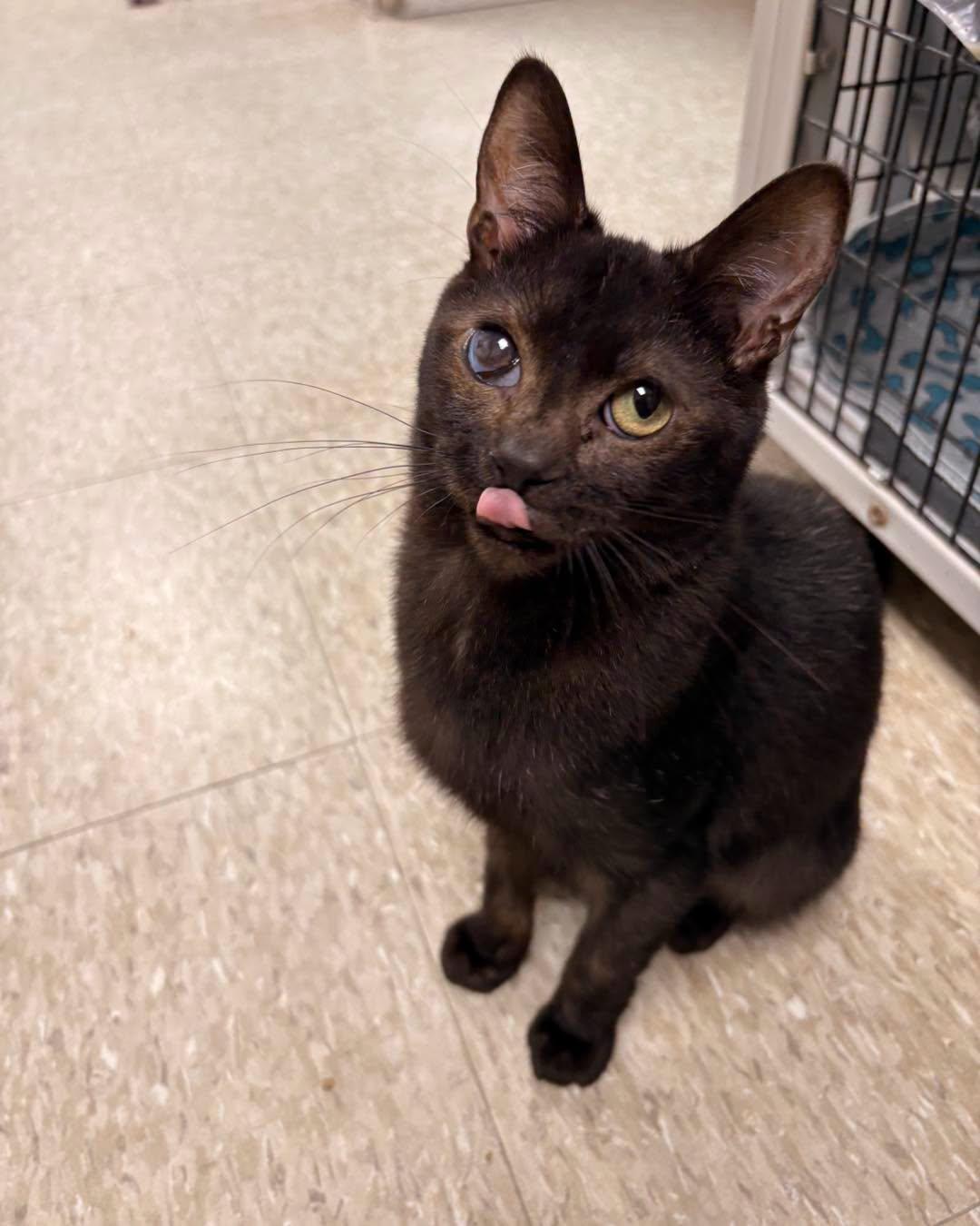 Ash, Adoptable, Adult Male Domestic Short Hair.