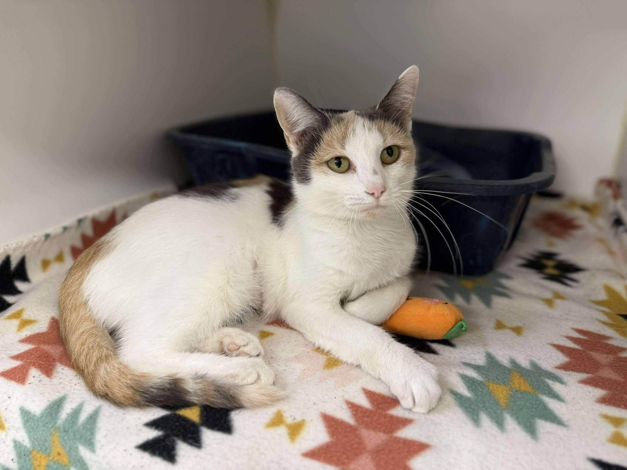 Katydid, adoptable, Adult Female Domestic Short Hair.