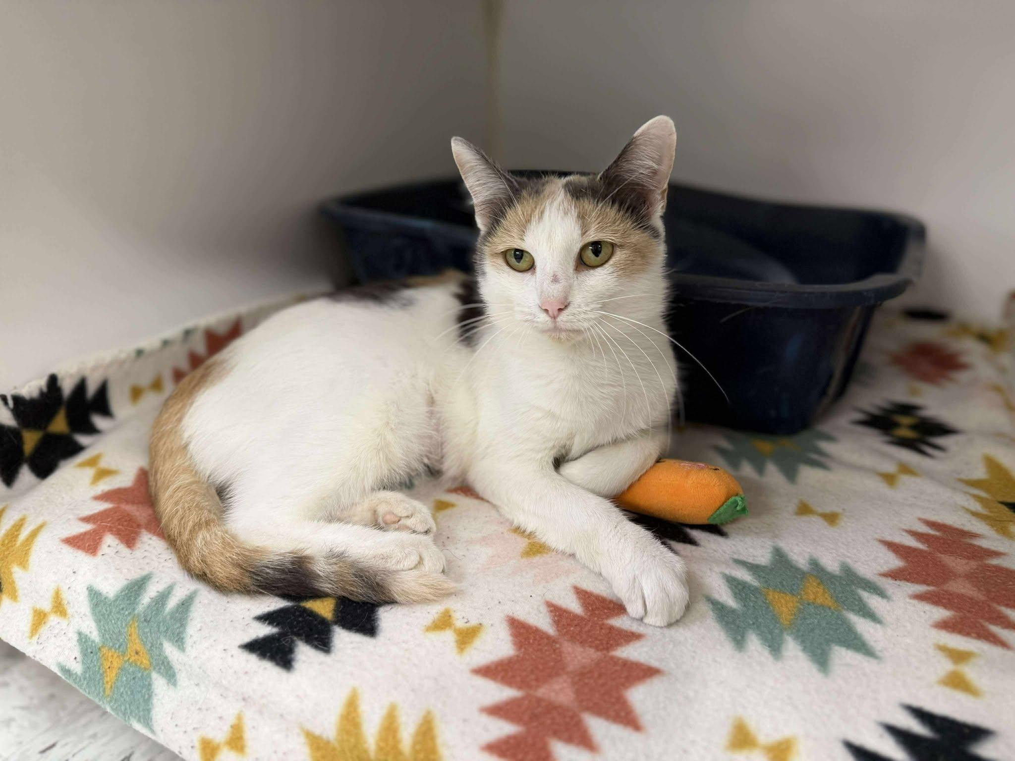 Enlarge Katydid (Fully Sponsored!), an adopted Domestic Short Hair in Leitchfield, KY image 2/2