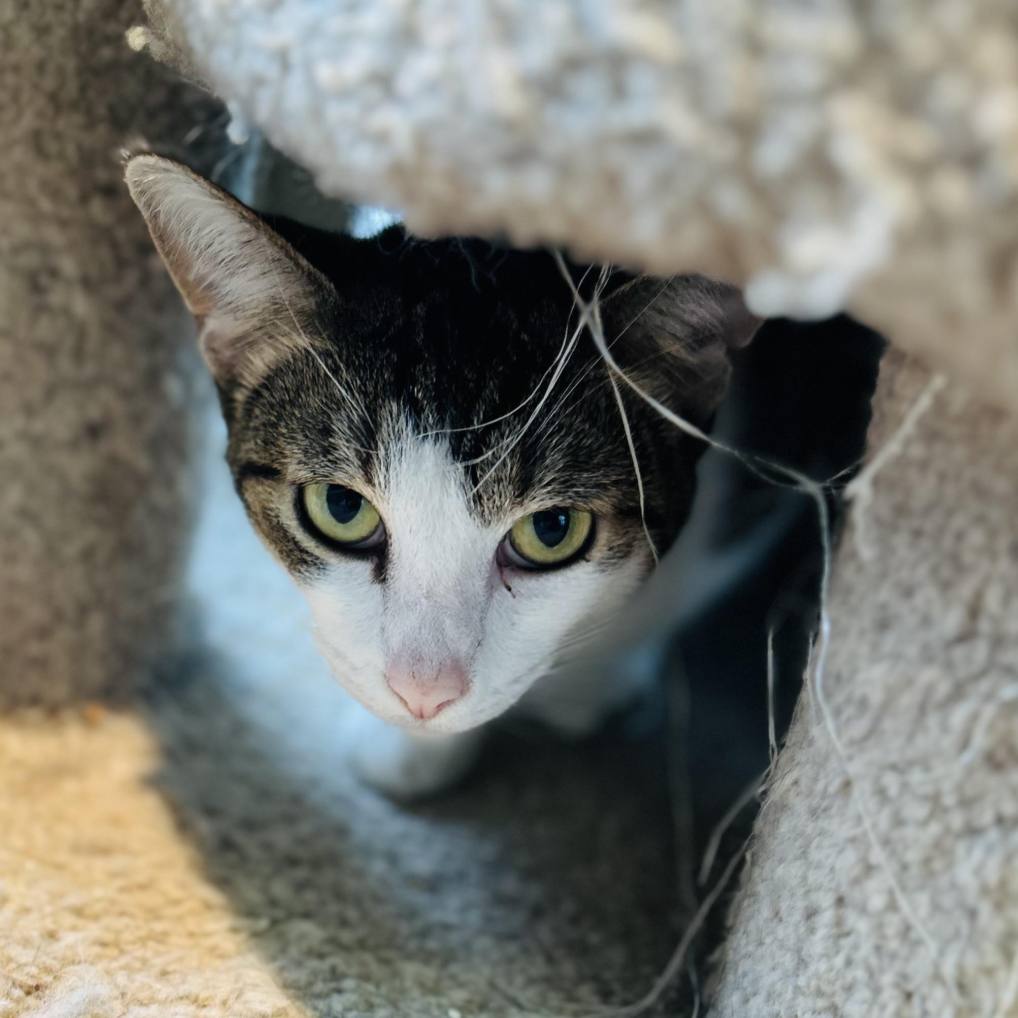 Enlarge Paula, a ADOPTABLE American Shorthair in Seguin, TX image 4/6