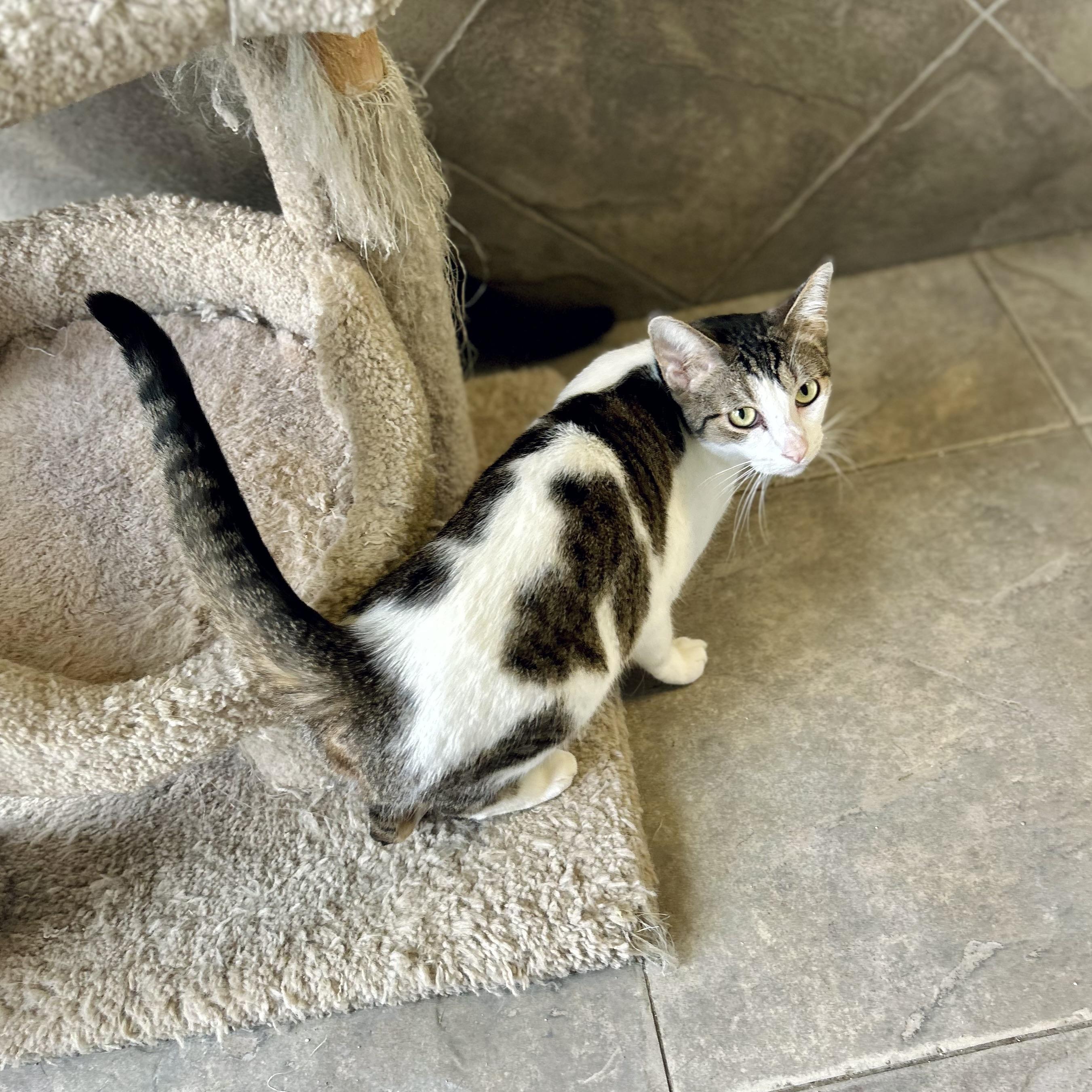 Enlarge Paula, a ADOPTABLE American Shorthair in Seguin, TX image 1/6