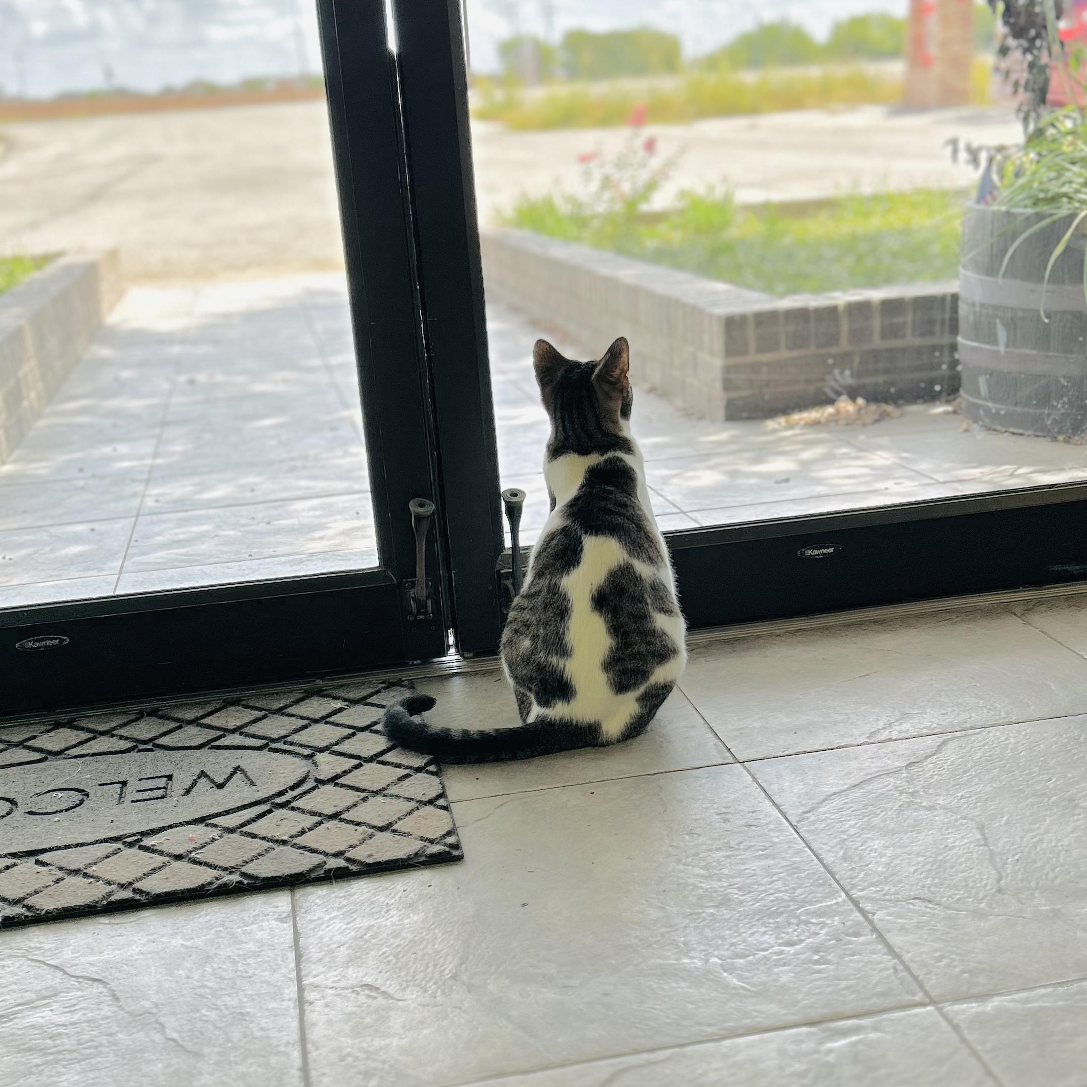Enlarge Paula, a ADOPTABLE American Shorthair in Seguin, TX image 2/6