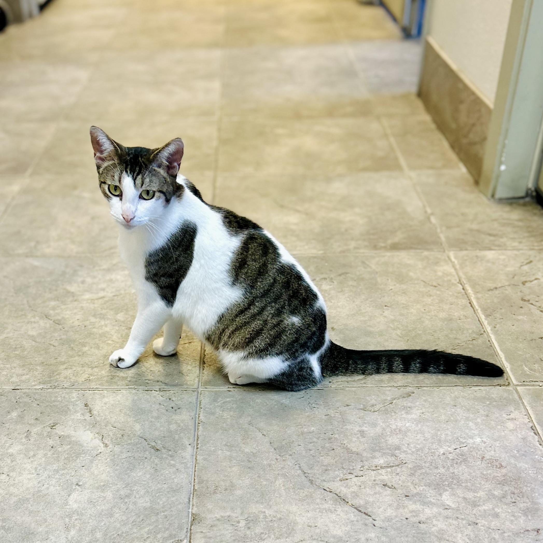 Enlarge Paula, a ADOPTABLE American Shorthair in Seguin, TX image 3/6