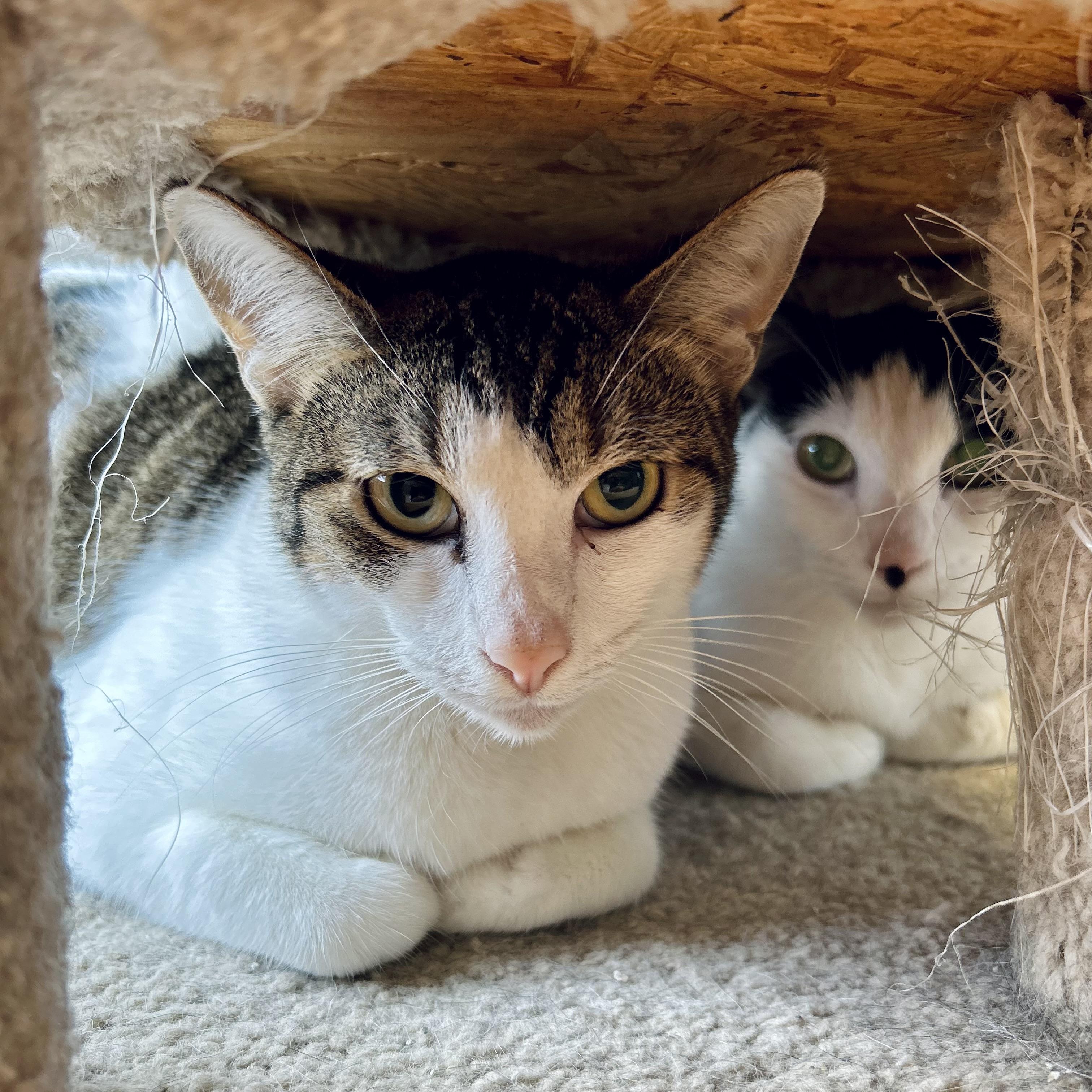 Enlarge Paula, a ADOPTABLE American Shorthair in Seguin, TX image 5/6