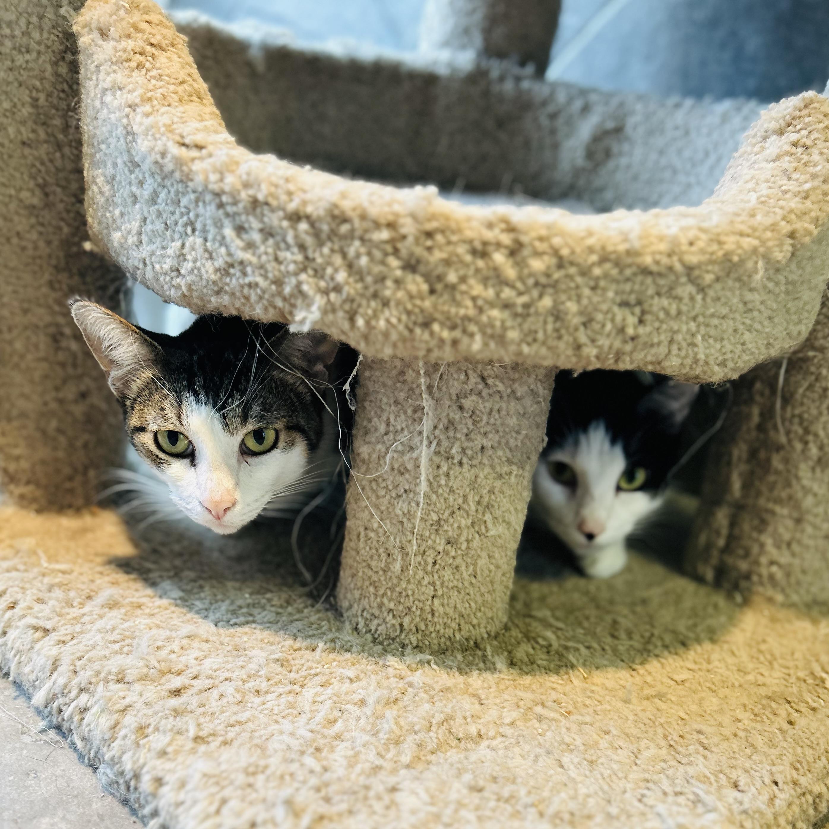 Enlarge Paula, a ADOPTABLE American Shorthair in Seguin, TX image 6/6