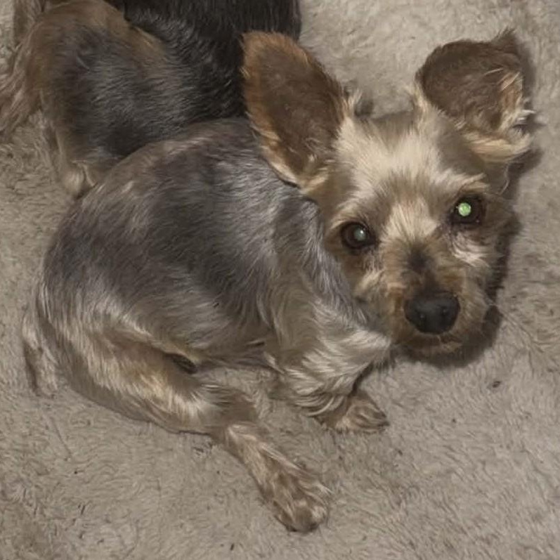 Enlarge GEORGE , a ADOPTABLE Yorkshire Terrier in Marana, AZ image 1/4