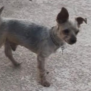 Enlarge GEORGE , a ADOPTABLE Yorkshire Terrier in Marana, AZ image 3/4