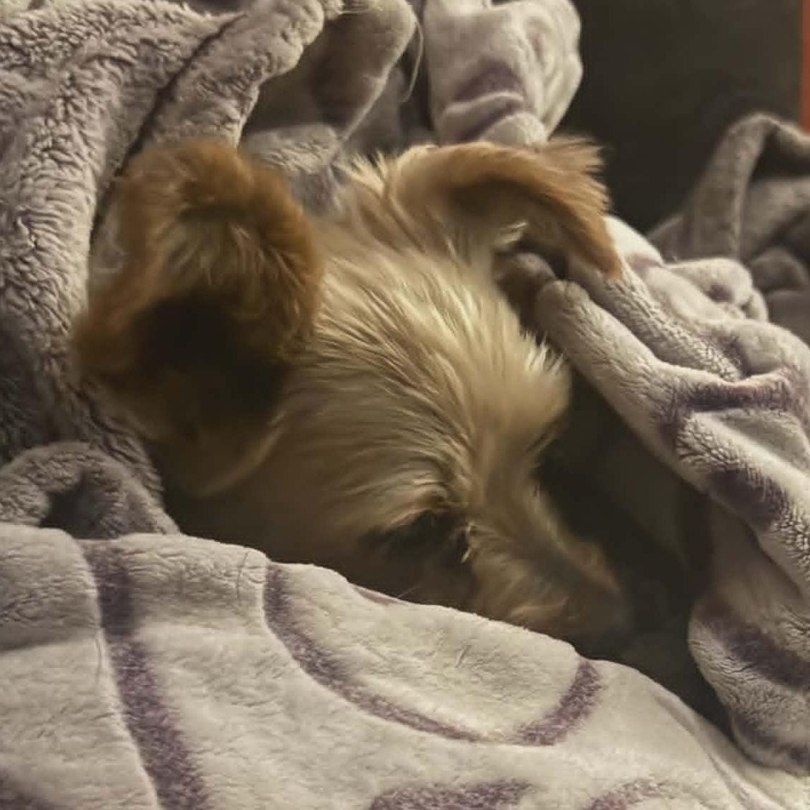 Enlarge GEORGE , a ADOPTABLE Yorkshire Terrier in Marana, AZ image 4/4