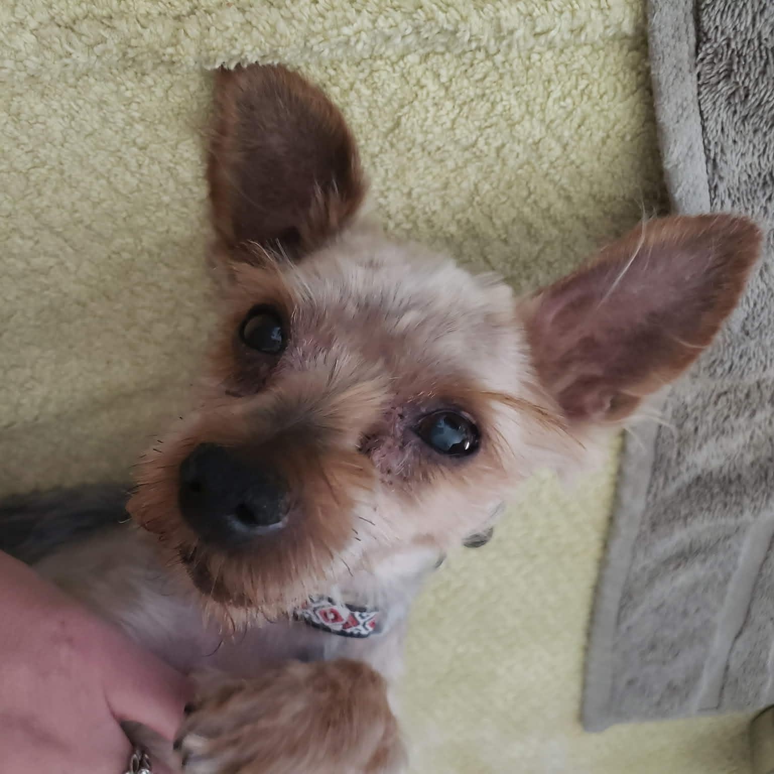Enlarge GEORGE , a ADOPTABLE Yorkshire Terrier in Marana, AZ image 2/4