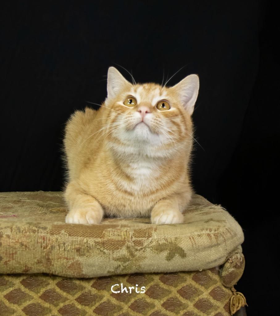 Enlarge Chris, a Adoptable mixed breed in Hot Springs Village, AR image 1/3