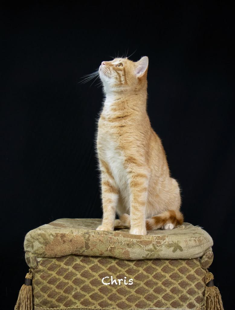 Enlarge Chris, a Adoptable mixed breed in Hot Springs Village, AR image 2/3