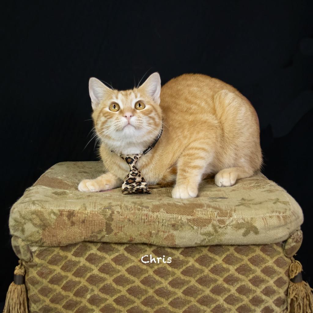 Enlarge Chris, a Adoptable mixed breed in Hot Springs Village, AR image 3/3