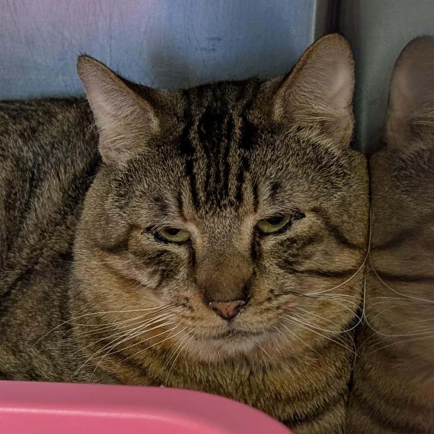 Seamus, Adoptable, Adult Male Domestic Short Hair.