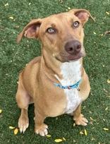 Peanut Butter, Adoptable, Adult Female Vizsla.