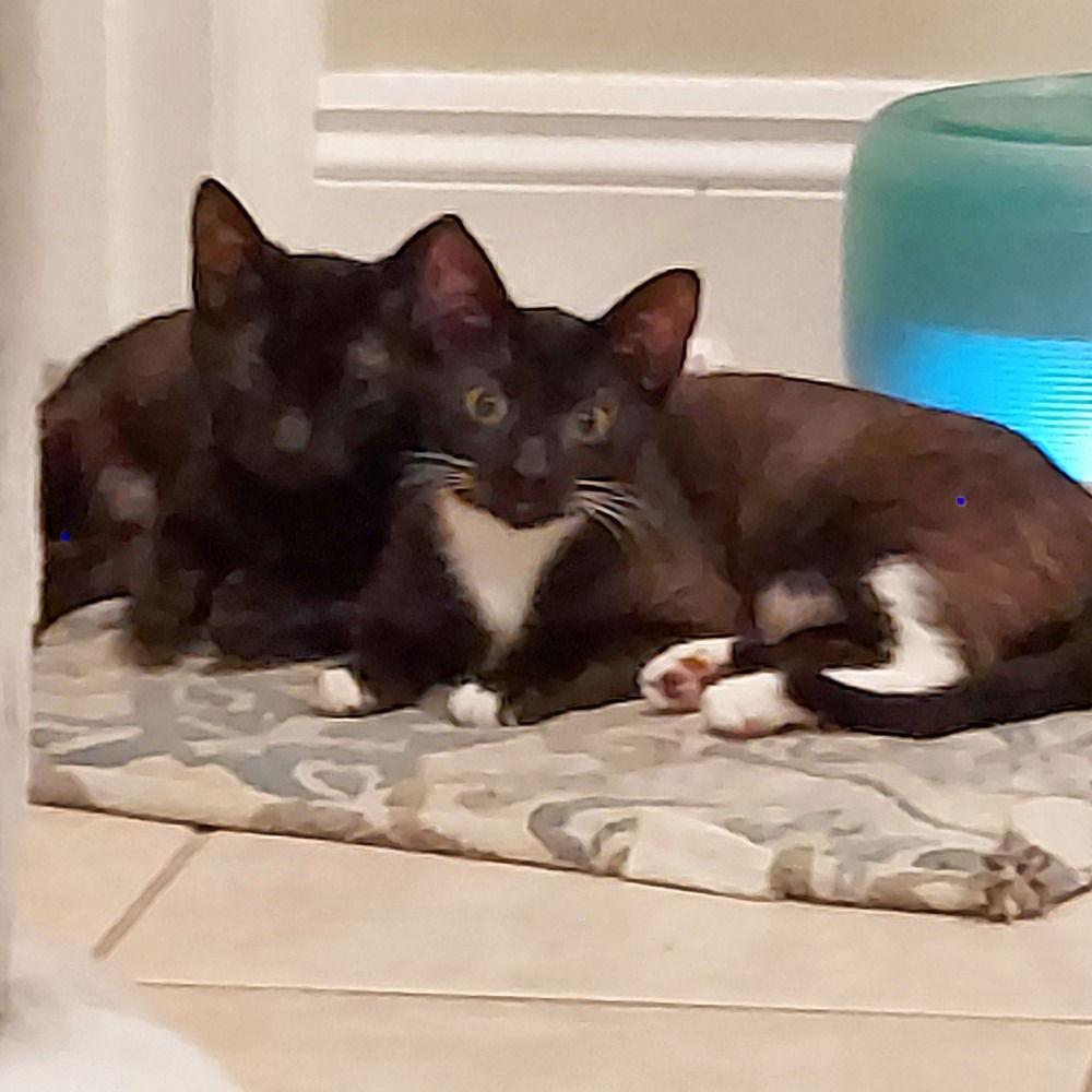 Zora, Adoptable, Young Female Domestic Short Hair.