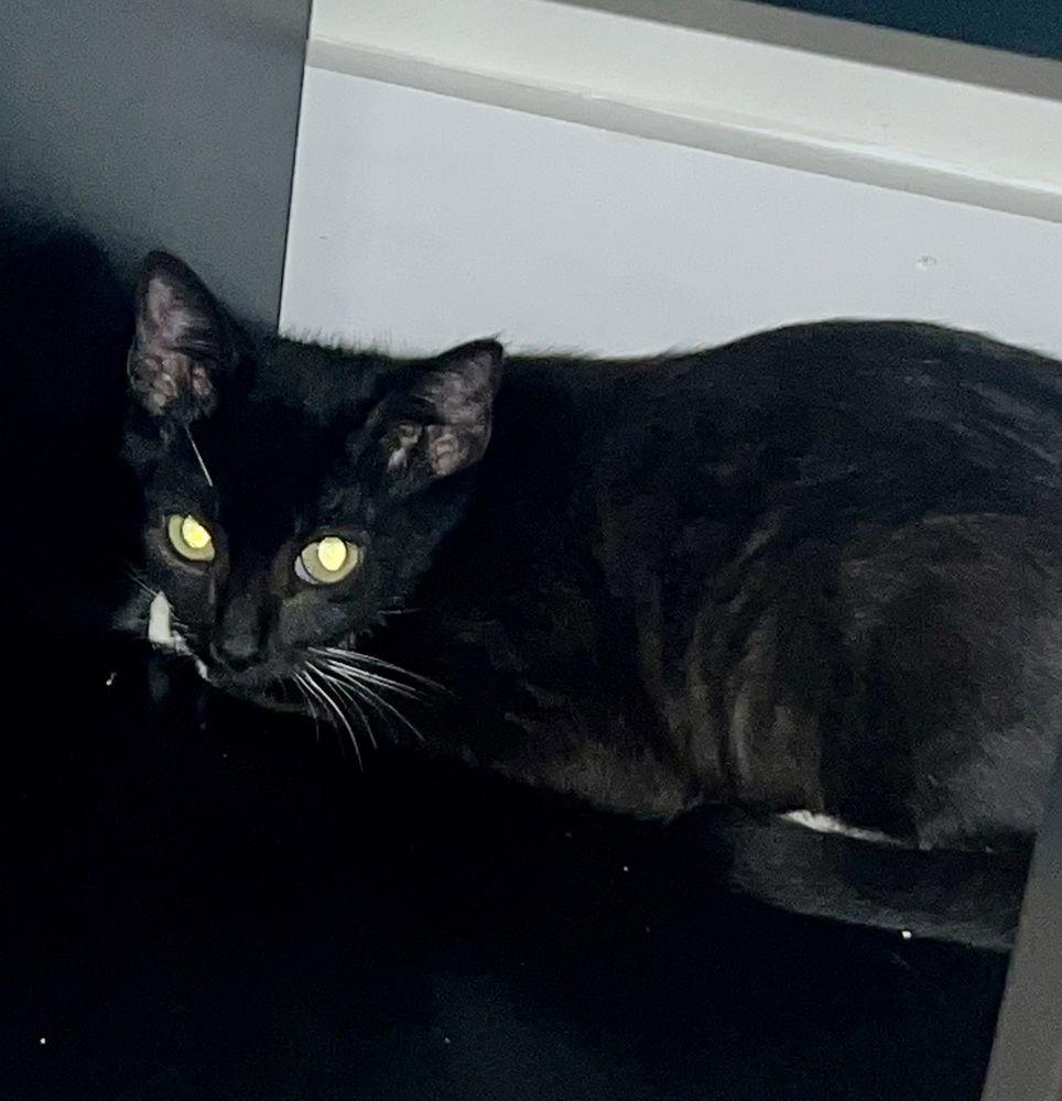 Zora, a Adoptable Domestic Short Hair in Panama city, FL image 2/3